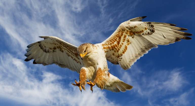 halcones-renacen-inflacion.jpg