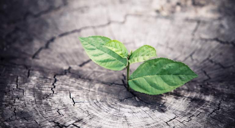 brote-verde-recuperacion-crecimiento-getty-770x420.jpg
