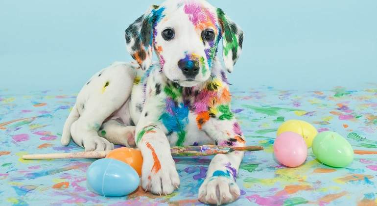 Dalmata-manchado-de-pintura-iStock.jpg