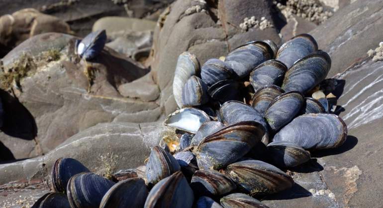 mejillones-dreamstime.jpg