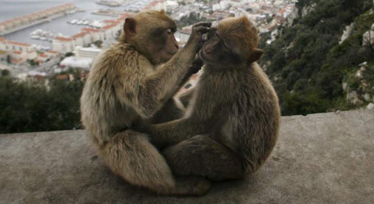 monos-gibraltar-reuters.jpg