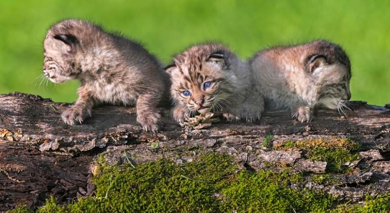 linces-cachorros-dreams.jpg
