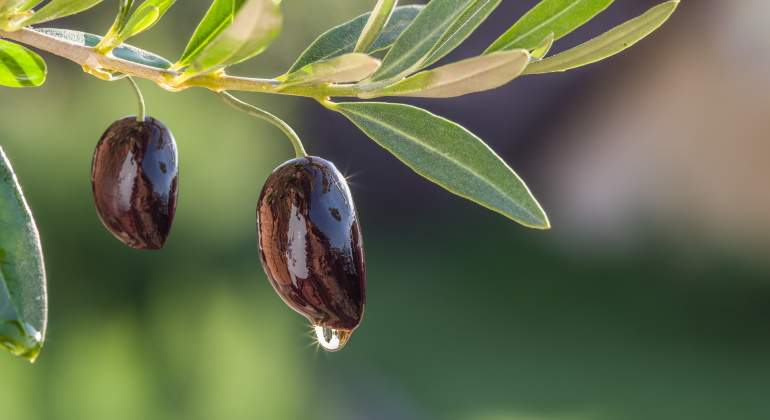 aceite-oliva-lidl-respetuoso-agricultores-1.jpg