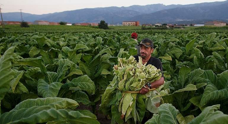 tabaco-extremadura.jpg