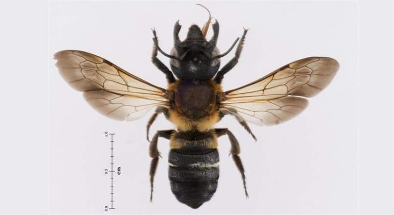 abeja-gigante-resina-ep.jpg