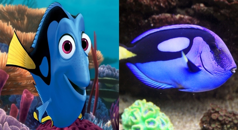 buscando-a-dory-pez-770x420-wikipedia.jpg