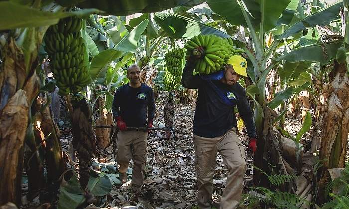islas-canarias-platanos.jpg