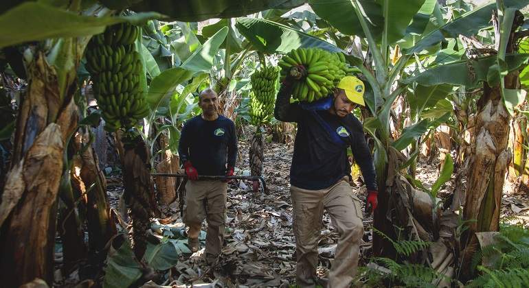 islas-canarias-platanos.jpg