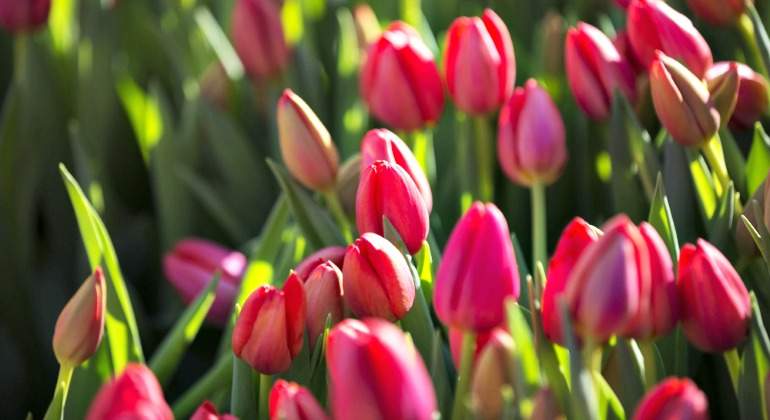 tulipanes-770.jpg