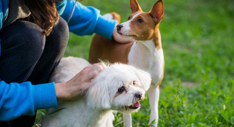 perros-defini.jpg