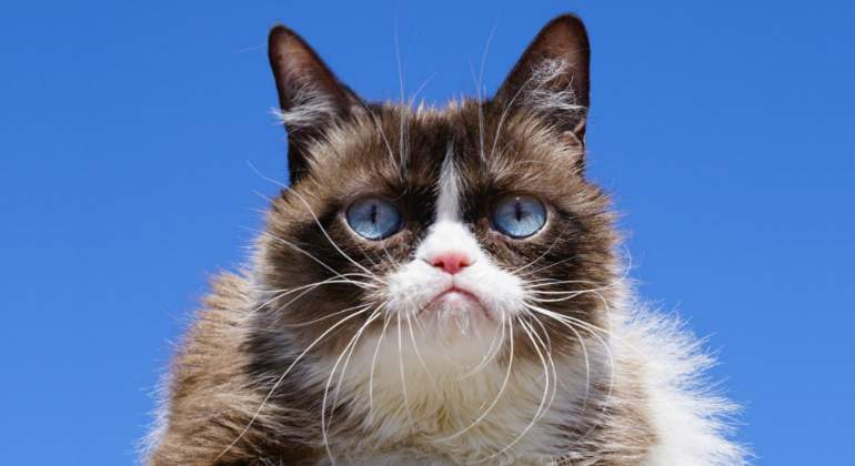 grumpycat.jpg