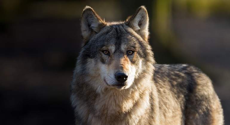 Lobo-salvaje-en-un-bosque-iStock.jpg