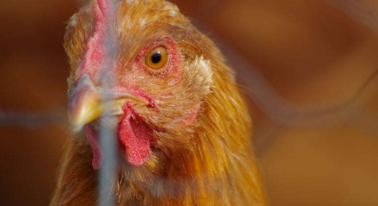 gallinas-huevos-1.jpg