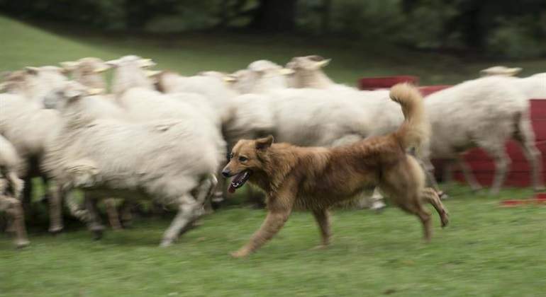 perro-ciego.jpg
