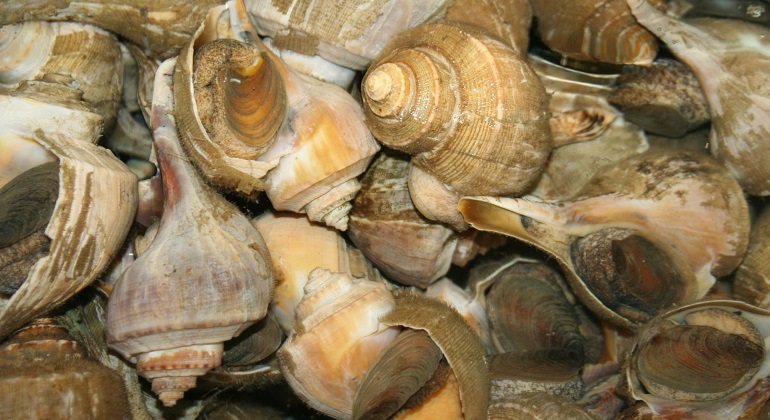 conchas-caracolas-wikipedia.jpg