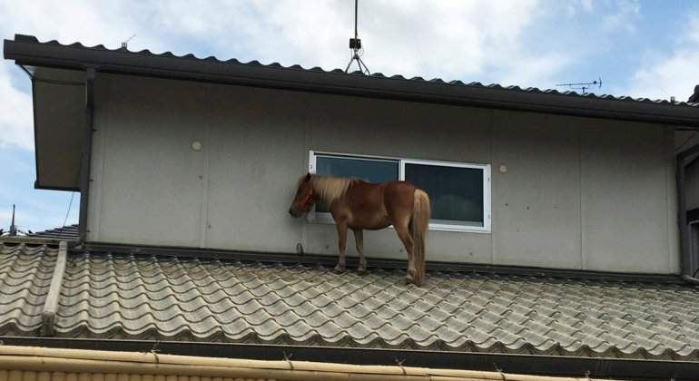 caballo-tejado-japon-lluvias-reuters.jpg