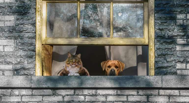 gato-perro-ventana-casa-770-dreamstime.jpg