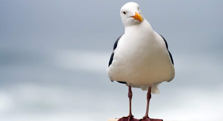 Una-gaviota-mirando-con-la-cabeza-de-lado-iStock.jpg