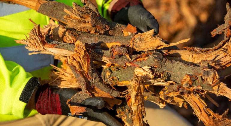 Biomasa-agroforestal.jpg