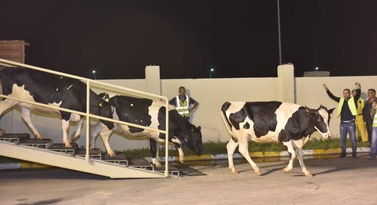 vacas-aeropuerto-qatar.jpg