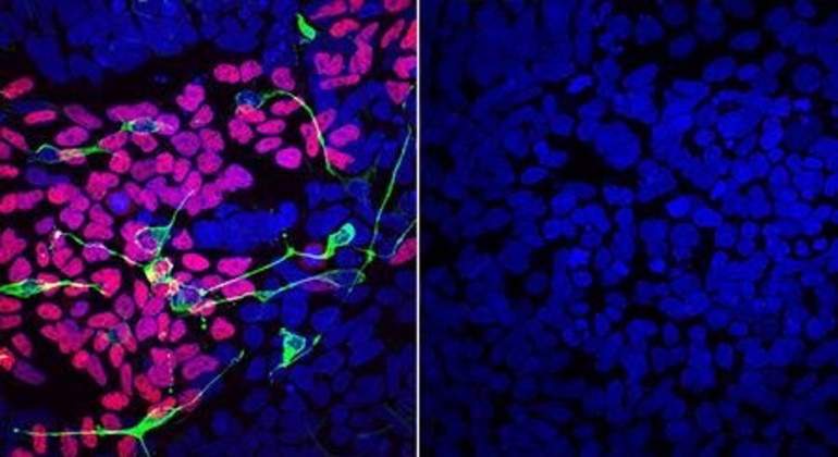 celulas-genetica-investigacion--europa-press.jpg