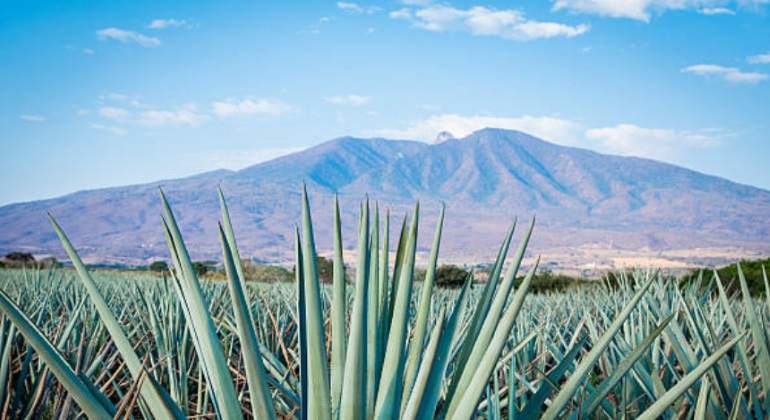 Campo de Jalisco