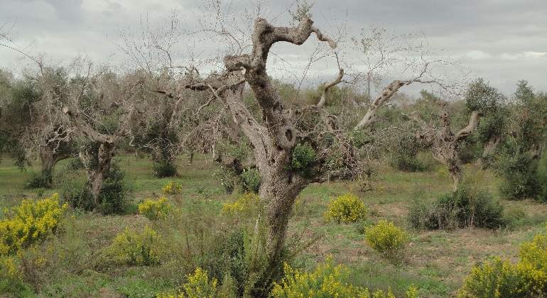 olivo-afectado-xylella.jpg