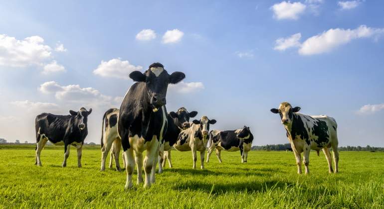 Vacas manchadas en un pasto soleado
