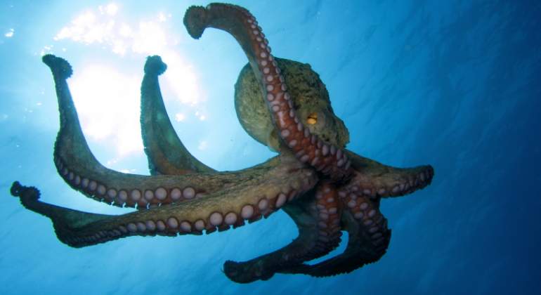 pulpo-dreamstime.jpg