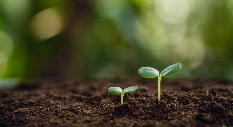 sostenibilidad-plantas-istock-770.jpg