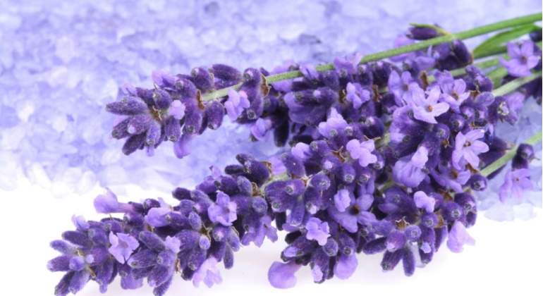 Lavanda.jpg
