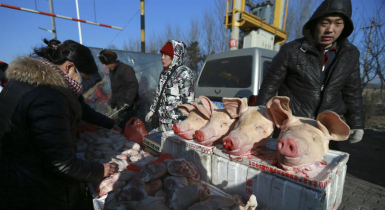 cerdos-china-cabezas.jpg