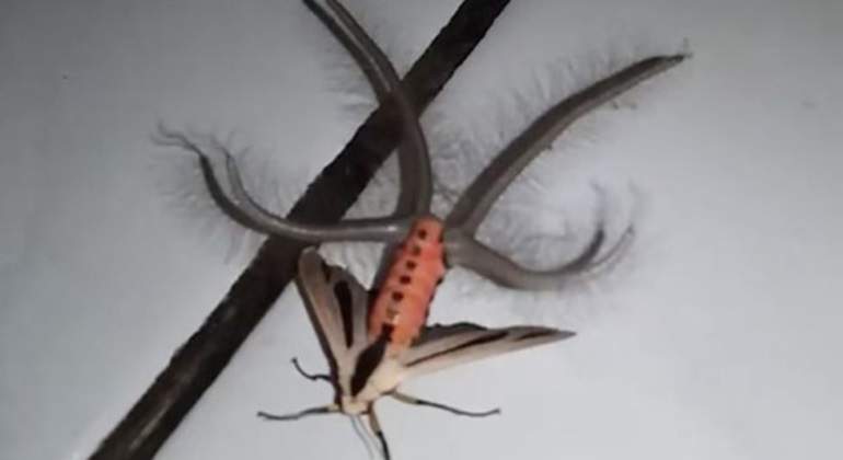 insecto-viral-fb-770.jpg