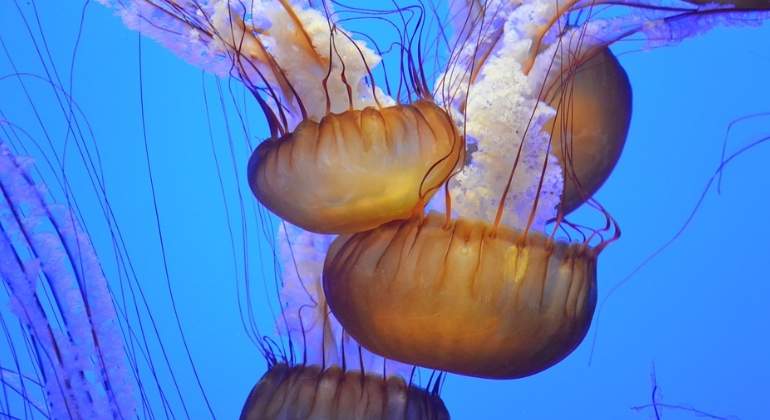 medusas-770x420-pixabay.jpg