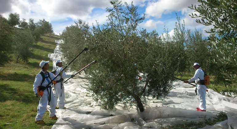 recogida-oliva-770.jpg