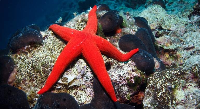 Una-estrella-de-mar-de-color-rojo-iStock.jpg