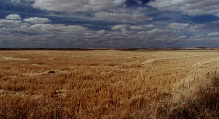 campo