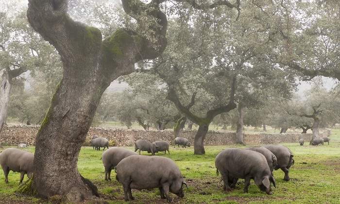 cerdo-iberico-dehesa-extremena.jpg