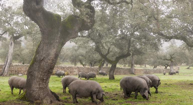 cerdo-iberico-dehesa-extremena.jpg