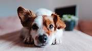 ¿Pienso vegano para perros? Neonatural lanza su primer alimento 100% vegetal