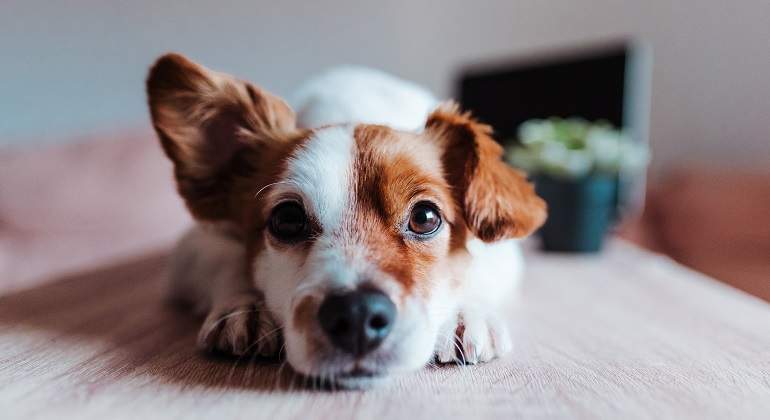 Perro-tumbado-mirando-a-camara-iStock.jpg