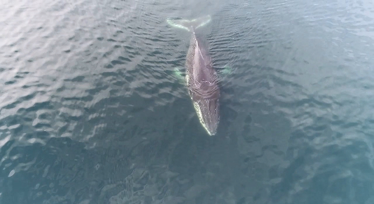 ballena-foto-centro-ideal.png