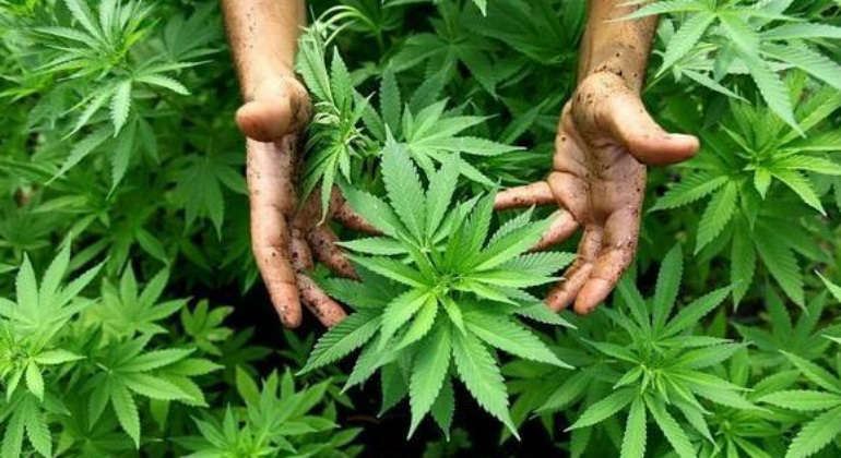 marihuana-770420.jpg