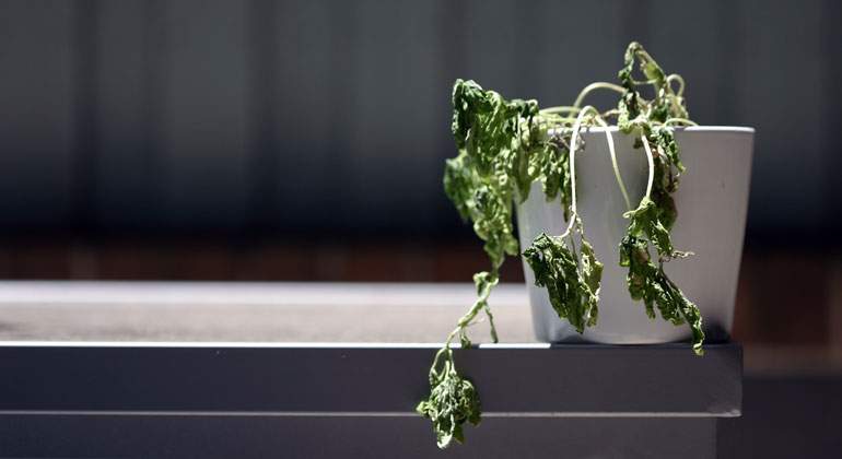 Planta-marchita-istock-770.jpg