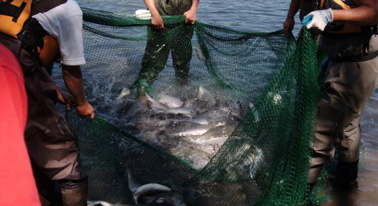 Pescadores sostienen una red con la captura del da