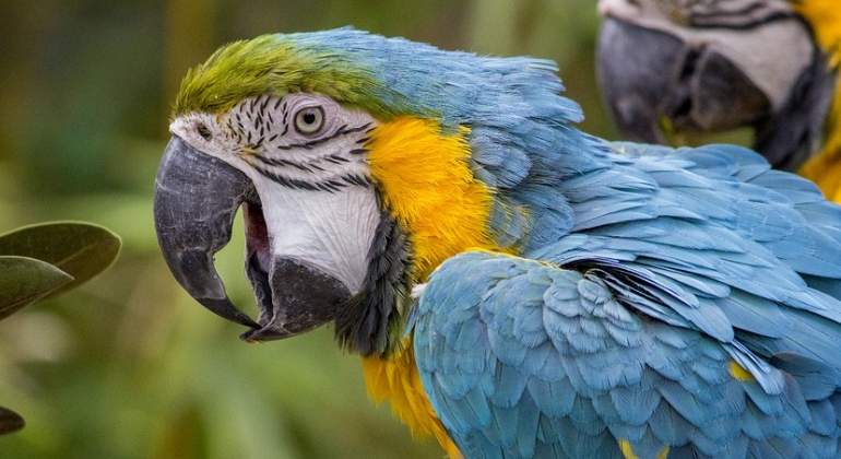 loro-770x420-pixabay.jpg