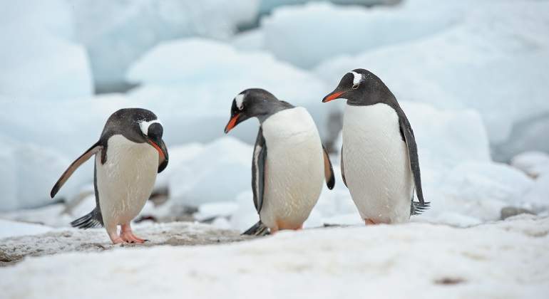 pinguinos-istock.jpg