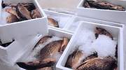 Así se evitan riesgos a la hora de consumir pescado