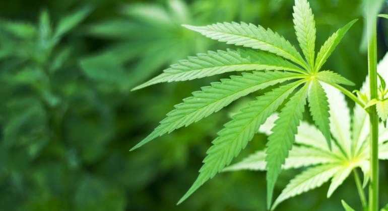 marihuana.jpg