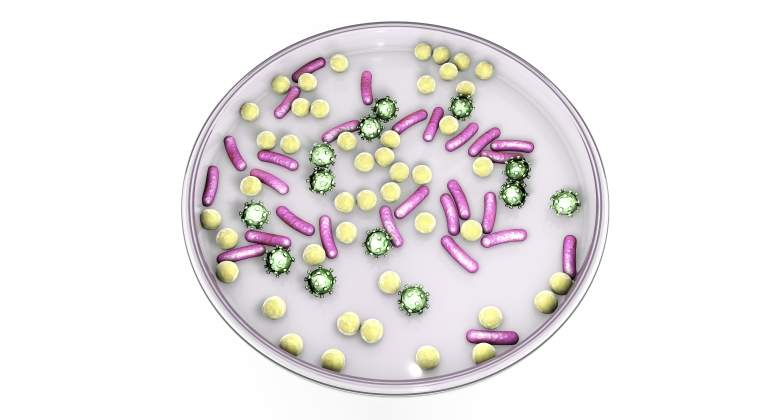 placa-microbios-dreamstime.jpg